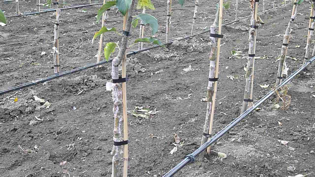 Double bench grafting