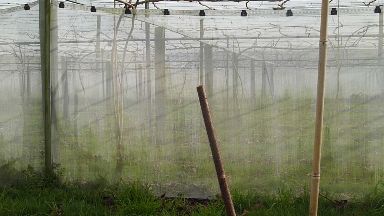 Orchard canopy restructuring
